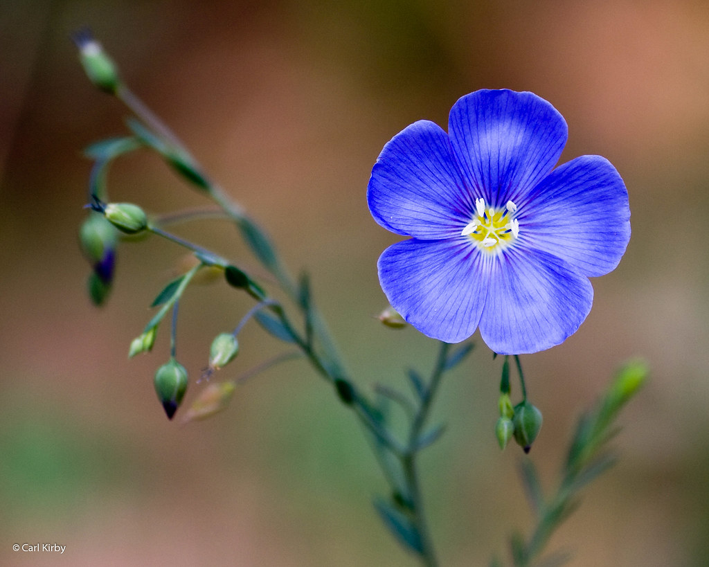 Western Blue Flax | Western Blue Flax in the Rincon Mountain… | Flickr