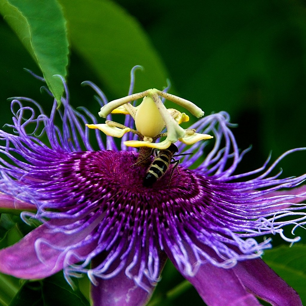 Purple Passion Flower with Visitor | I was so happy when I d… | Flickr