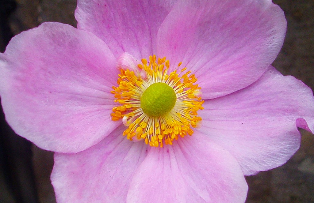 Pink flower petals with yellow centre Ian Flickr