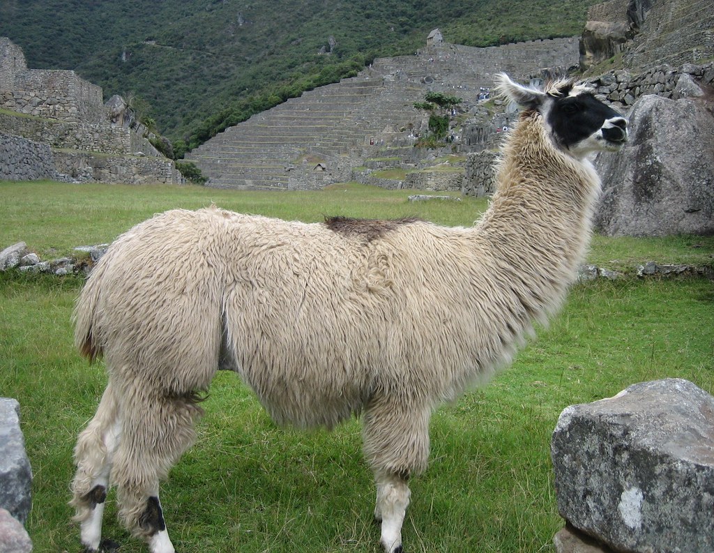 Cute Llama up close, Machu Picchu, Peru | More cute llama up… | Flickr