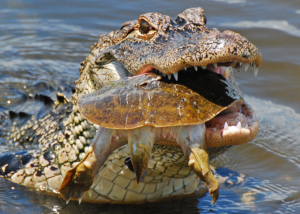 Gator eating a turtle 3 | These are a few photos of a gator … | Flickr