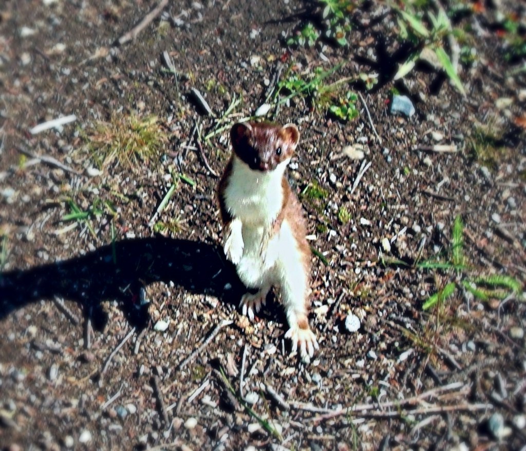 Alaska Ermine in summer clothes | He's a snowy white ermine … | Flickr