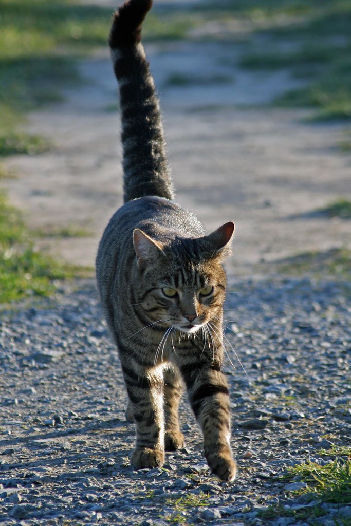 tabby cat has a big tail to tell A tabby cat photo taken a… Flickr