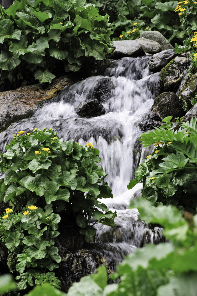 Green plants near waterfall with white waters | Waterfall wi… | Flickr