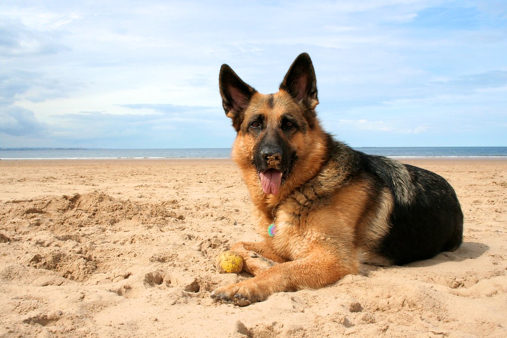Image result for german shepherd on the beach