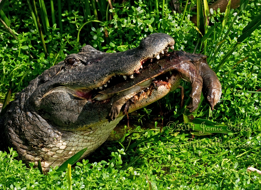 Alligator eats a Florida Softshell Turtle (5 pics)  Flickr