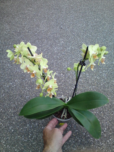 Phalaenopsis Multiflora NoID orchid, lime yellow with orange lip