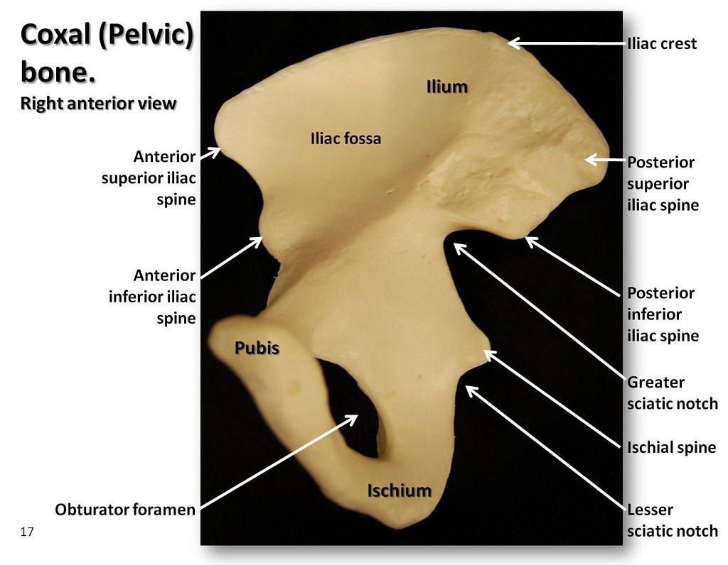 Coxal (Pelvic) bone, anterior view with labels - Appendicu… | Flickr