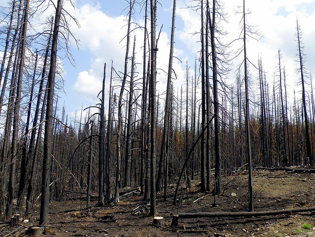 burnt forest Heckman Pass