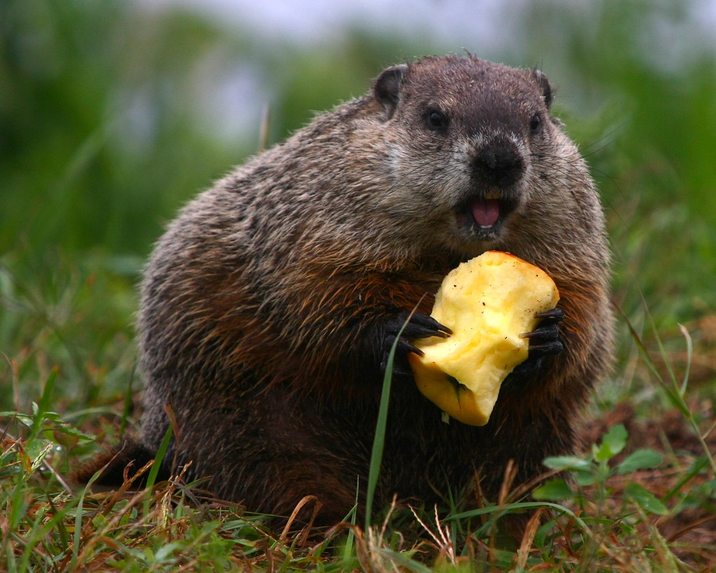 Woodchuck. Вудчак. Бобер с большими щеками. Сурок ест яблоко. Сурок ест морковку.