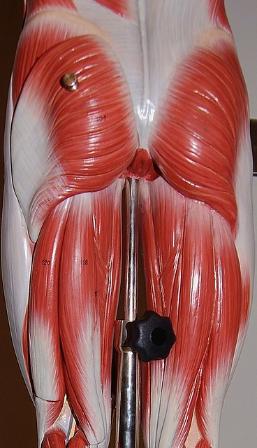 Muscles of the upper leg, posterior view | Flickr - Photo ...