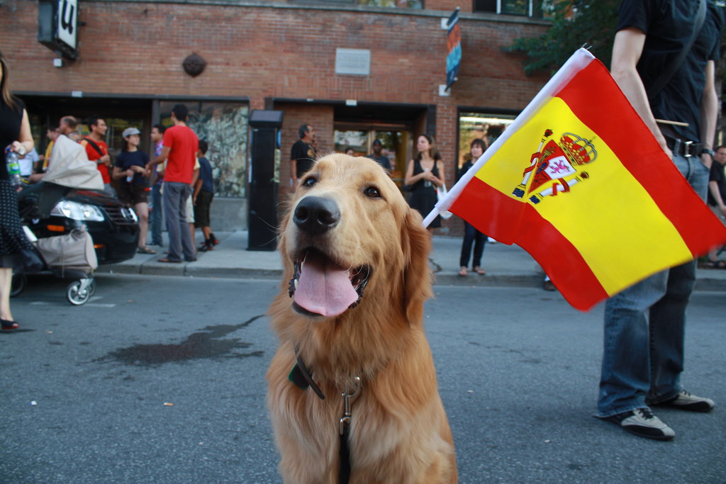 dog and spain flag | España campeon. Celebration of 2010 ...