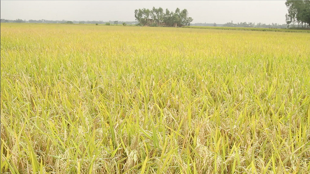 Rice Field in Bangladesh  Photo Credit: International 