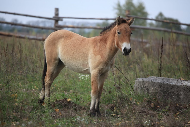 瀕臨絕種的普氏野馬（Przewalski's Horse）在車諾比核災後被引入限制區，數量從20隻擴增到80-90隻。圖片來源：國際能源署IAEA Imagebank。（CC BY-SA 2.0）