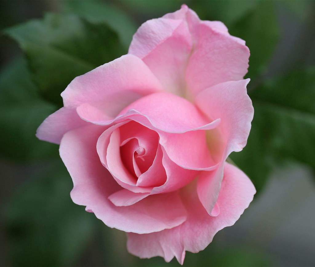 Lovely salmon pink rose | Sonia (Hybrid tea rose), another n… | Flickr