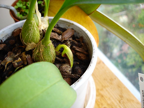 Bulbophyllum dearei grows inflorescence