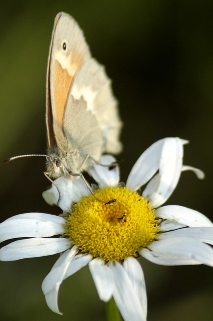 Common Ringlet Butterfly