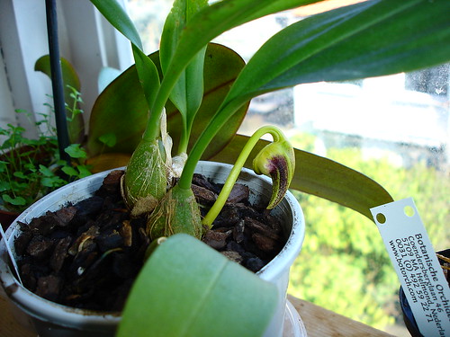 Bulbophyllum dearei, inflorescence under development