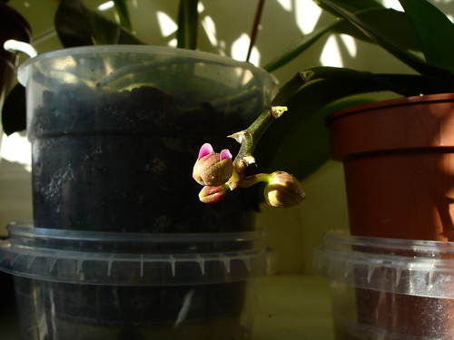 Phalaenopsis 'Sogo Vivien' - weird bud :P