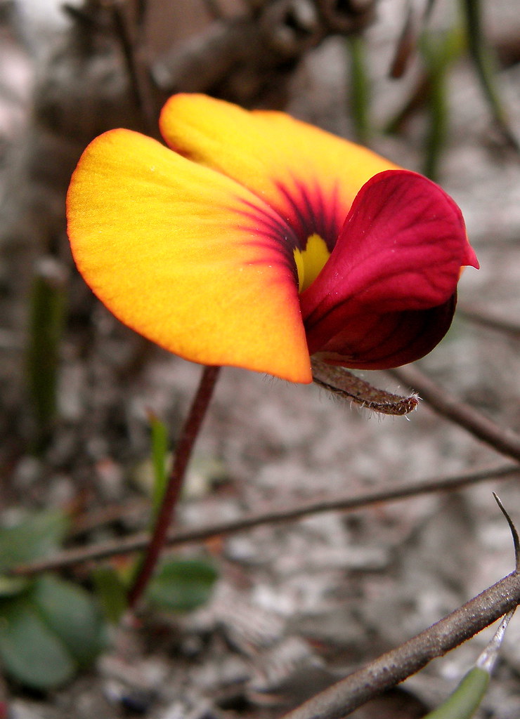 Some Native SW Australian Pea Flower | This region is full o… | Flickr