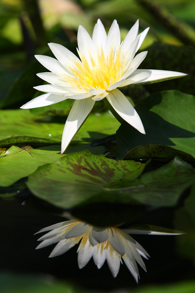 Water lily | Located : MIZUNOMORI Kusatu city botanic Garden… | Flickr