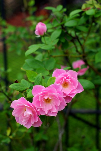 A family of pink roses