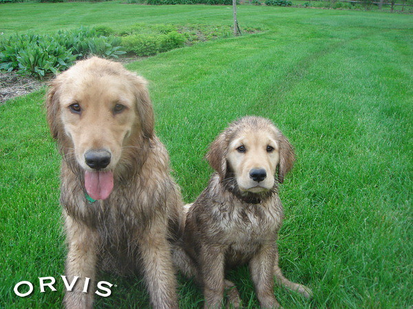 How to Clean a Dog Collar - Orvis News
