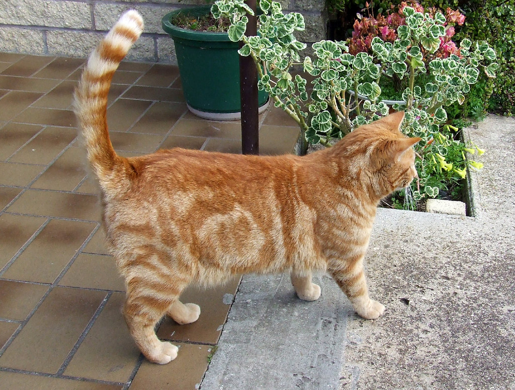 large orange tabby cat