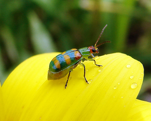  Green Ladybug  Flickr Photo Sharing 