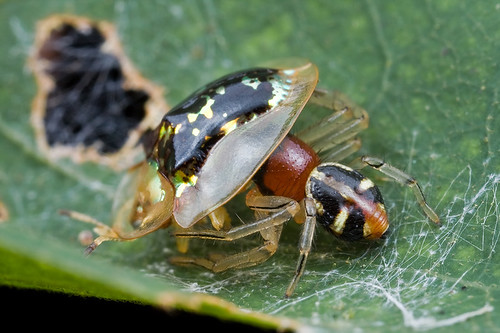 Camaricus maugi with tortoise beetle prey IMG_4483 copy