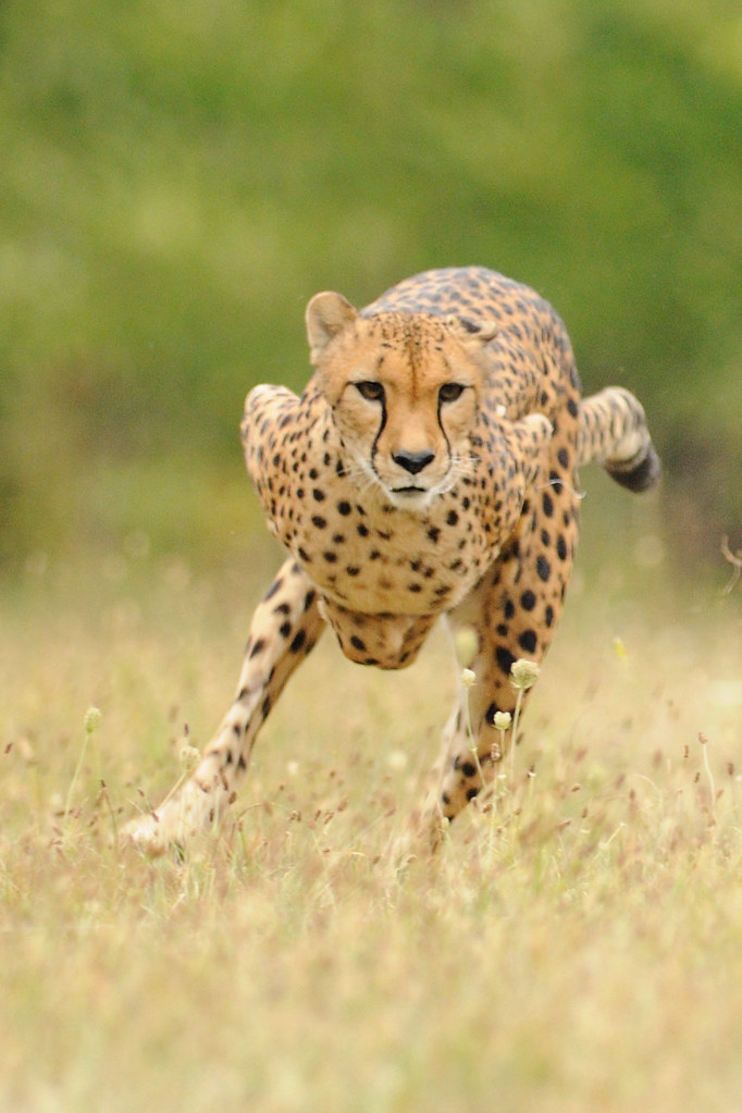 Cheetah Running Photo By Dave Jenike CincinnatiZoo Flickr   4987158976 B557a28fb6 B 