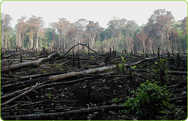 Deforestation - Mexican Jungle Burned For Agriculture 