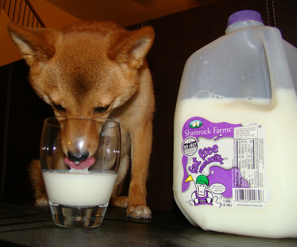 taro shiba, drinking milk (MILK IS DANGEROUS TO DOGS, 6