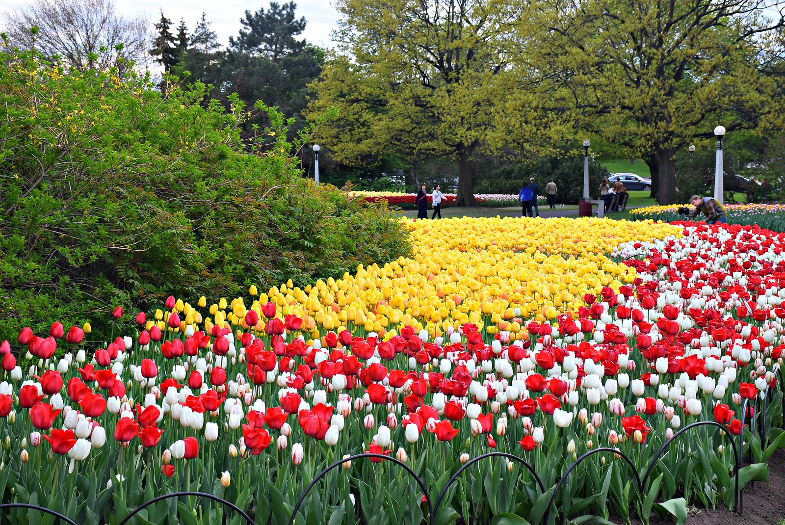 Guide to the Canadian Tulip Festival in Ottawa