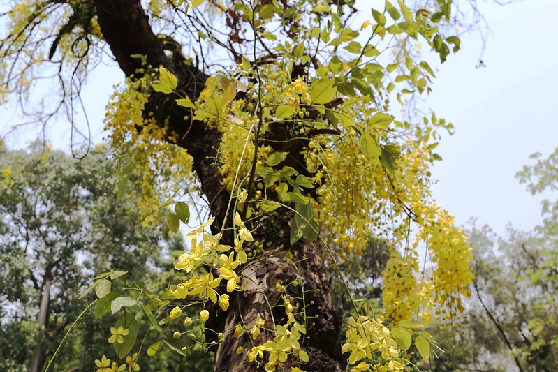 City Season - The Blooming Amaltas Trees, Hailey Road