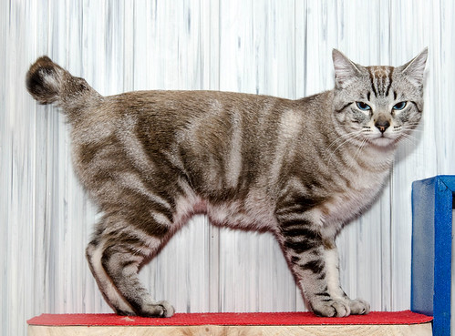 Tango, gato Siamés Tabby de colita corta esterilizado muy guapo, nacido en Enero´16, en adopción. Valencia. ADOPTADO. 34447530042_bd20257244