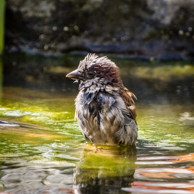 sparrow bath