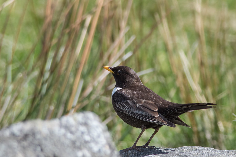 Ring Ouzel on a bolder about to be disturbed by a group of hikers