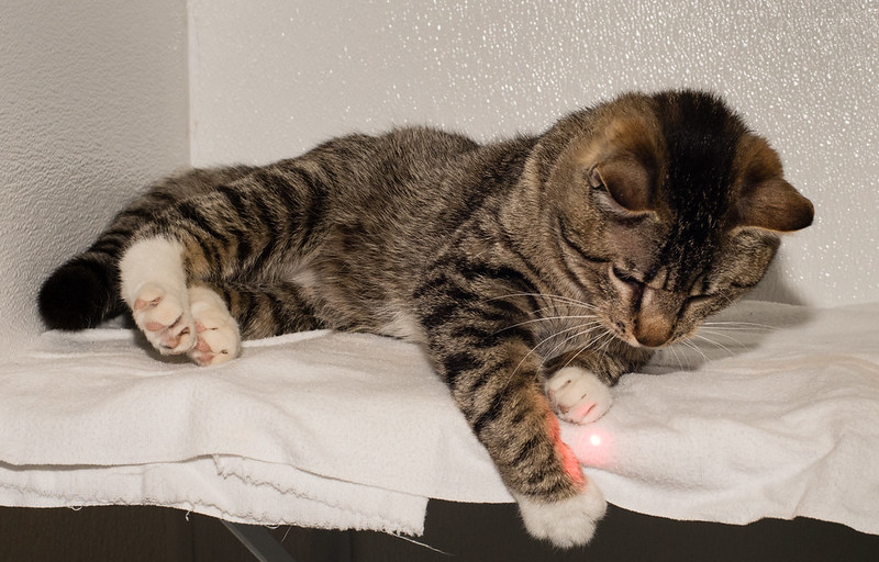 Ramone playing with laser