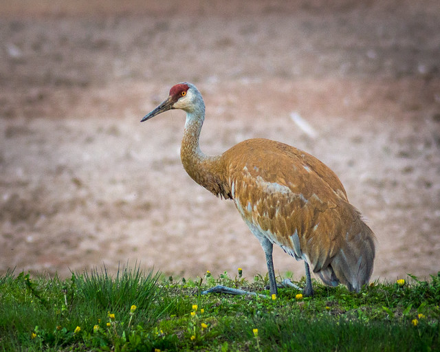 Sandhill Crane, Crane, Bird, Nature, 