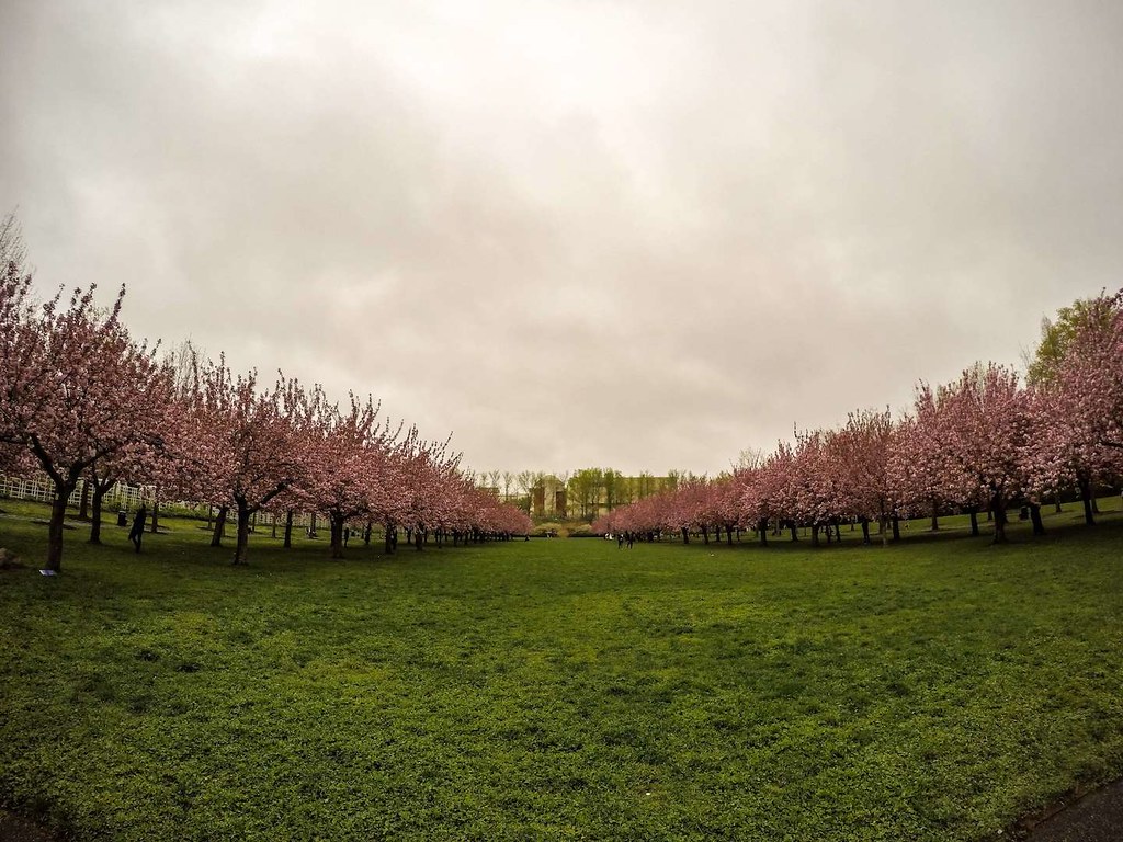 Brooklyn Botanic Garden cherry blossoms 2017