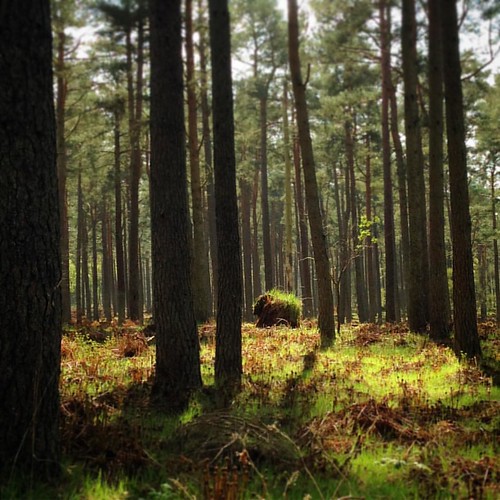 Woodland . #woodland #trees #summer #woods #forest #scotland #scottishscenery
