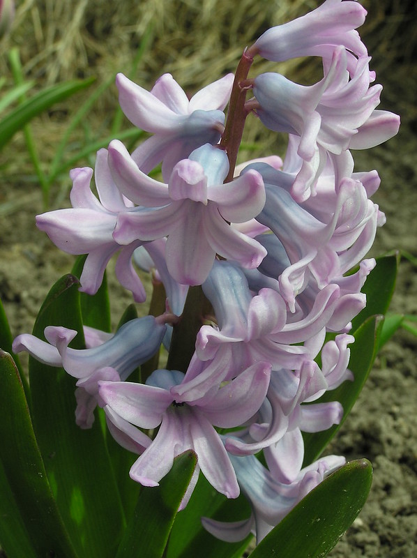Hyacinthus orientalis 'Top Hit'