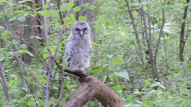 05.11.17 Barred Owlet