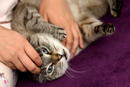 Byron, un bellezón de gato siamés tabby súper bueno esterilizado, nacido en Agosto´13, en adopción. Valencia. ADOPTADO. 34555527945_5e86482103