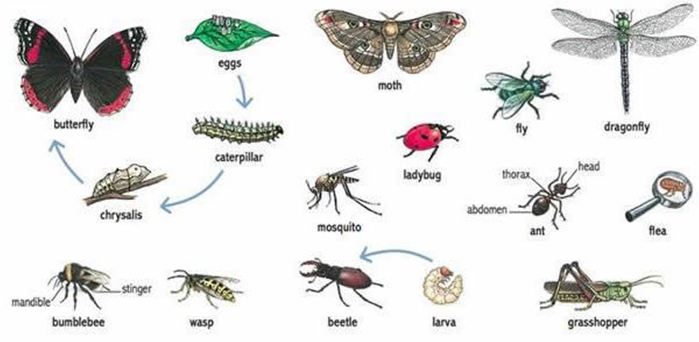Жук на английском языке. Насекомые названия. Названия насекомых на английском. Насекомые на английском для дошкольников. Насекомыш на английском.