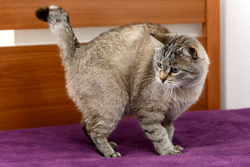Byron, un bellezón de gato siamés tabby súper bueno esterilizado, nacido en Agosto´13, en adopción. Valencia. ADOPTADO. 34555525415_a7f95cbe12
