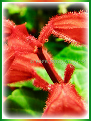 Orange-red flowers of Salvia splendens (Scarlet Sage, Red Salvia, Tropical Sage), 5 Aug 2011