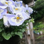pansy blue whiskers