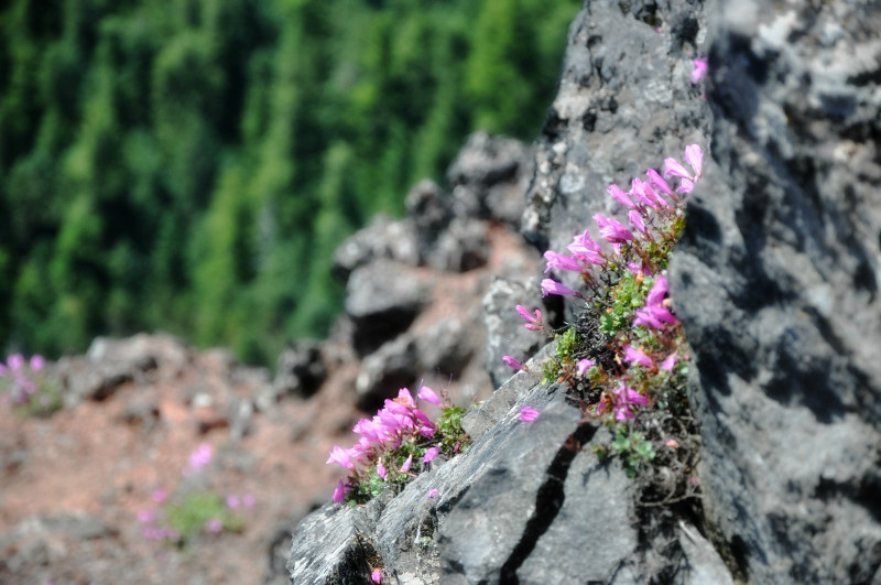 Iron Mountain Hike Wildflowers and Rocks @ Mt. Hope Chronicles